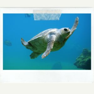 make a difference sea turtle in costa rica